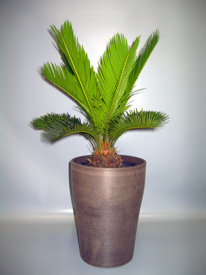 Awesome Cycas in a vase