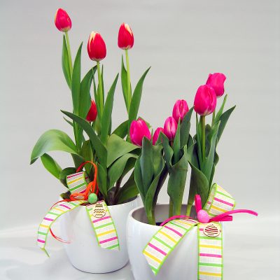 PA6 Tulipes en pot PA6 Tulipes en pot